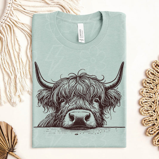 Highland Cow
